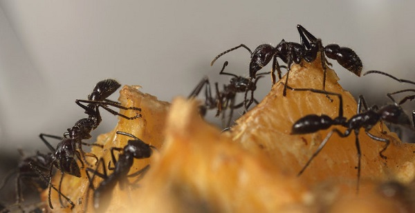 علماء يكشفون عدد النمل في العالم  