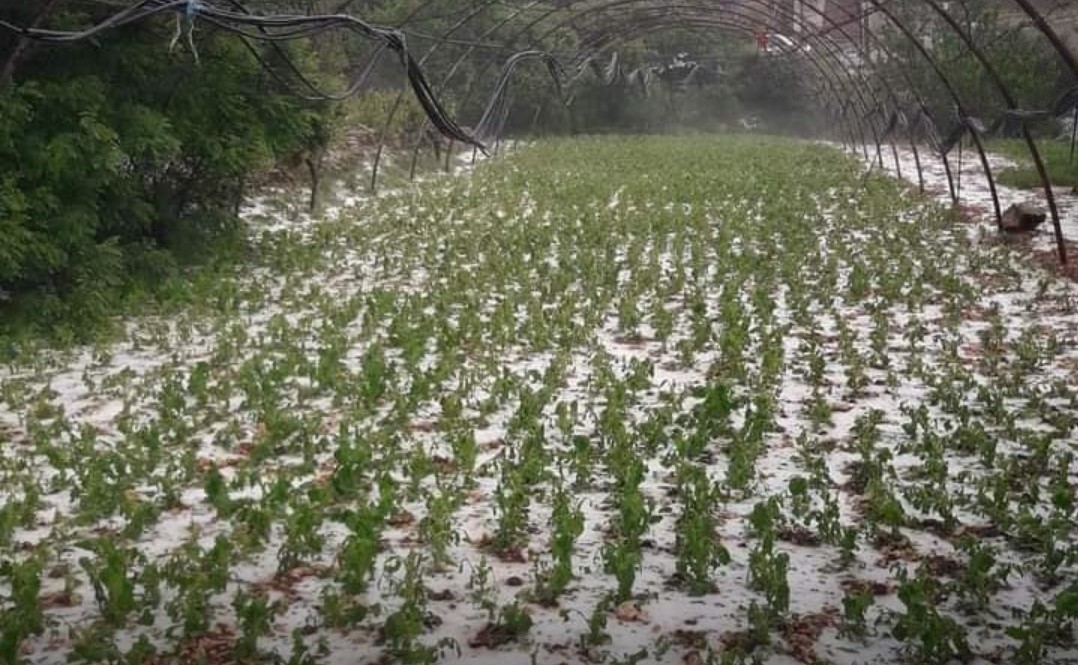 تضرر محاصيل زراعية في عدة محافظات بسبب الظروف الجوية