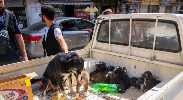 انتشار مقلق لظاهرة الكلاب الشاردة في التل... وبدء حملة لترحيلها